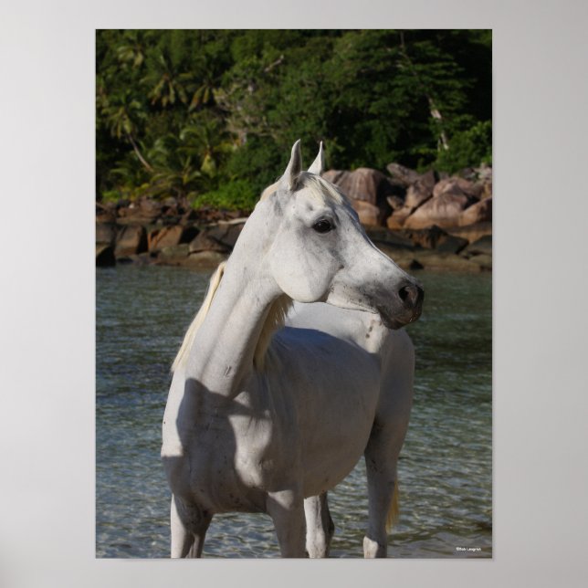 Poster Bob Langrish Arab Mare Debout Dans Un Casque D'Eau (Devant)