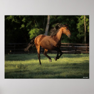 Poster Bob Langrish   Baie Andalousie Cheval Courir