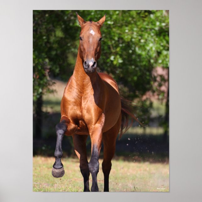 Poster Bob Langrish | Bay Akhal Teke Standing (Devant)