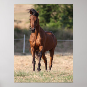 Poster Bob Langrish   Bay Arab Standing Mane Blowing