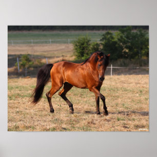Poster Bob Langrish   Bay Arab Walking