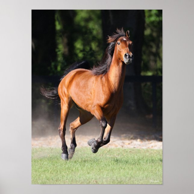 Poster Bob Langrish | Bay Tennessee Walker Running (Devant)