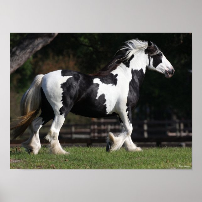 Poster Bob Langrish Black and White Gypsy Vanner Walking (Devant)