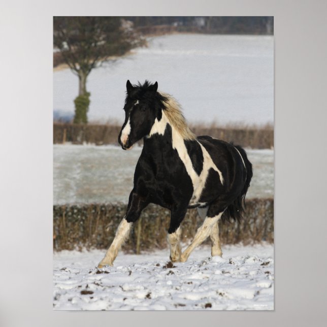 Poster Bob Langrish Black and White Welsh Cob in the Snow (Devant)