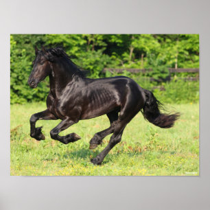 Poster Bob Langrish   Black Friesian Running