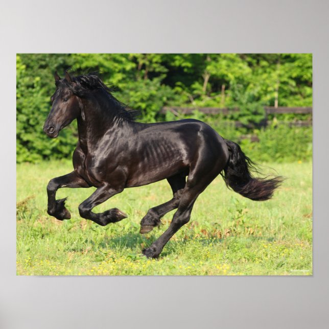 Poster Bob Langrish | Black Friesian Running (Devant)
