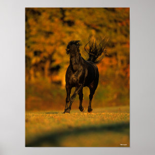 Poster Bob Langrish   Black Friesian Running En Automne