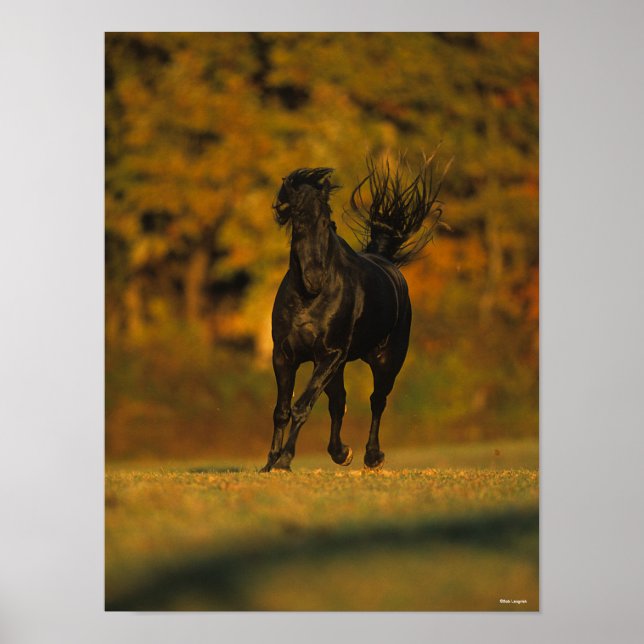 Poster Bob Langrish | Black Friesian Running En Automne (Devant)