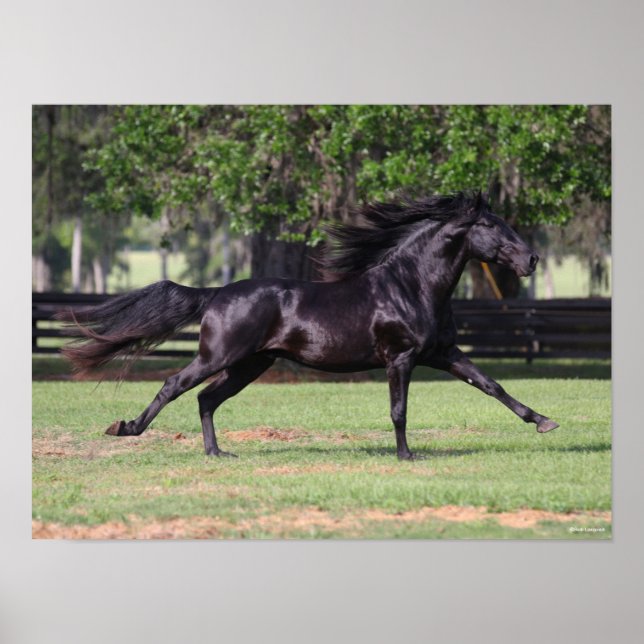 Poster Bob Langrish | Black Lusitano Runer Mane Flow (Devant)