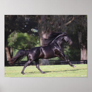 Poster Bob Langrish   Black Lusitano Running