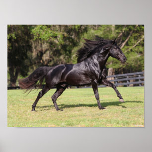 Poster Bob Langrish Black Lusitano Running