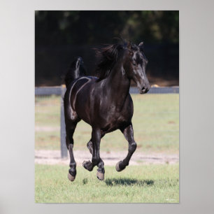 Poster Bob Langrish   Black Tennessee Walker Running