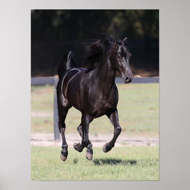 Poster Bob Langrish | Black Tennessee Walker Running (Devant)