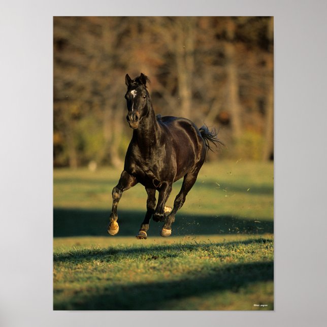 Poster Bob Langrish | Black Thoroughbred Running (Devant)