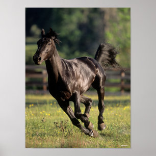 Poster Bob Langrish   Black Warmblood Stallion Running