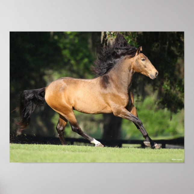 Poster Bob Langrish | Buckskin Lusitano Running (Devant)