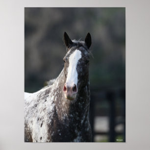 Poster Bob Langrish   Capture d'écran Appaloosa