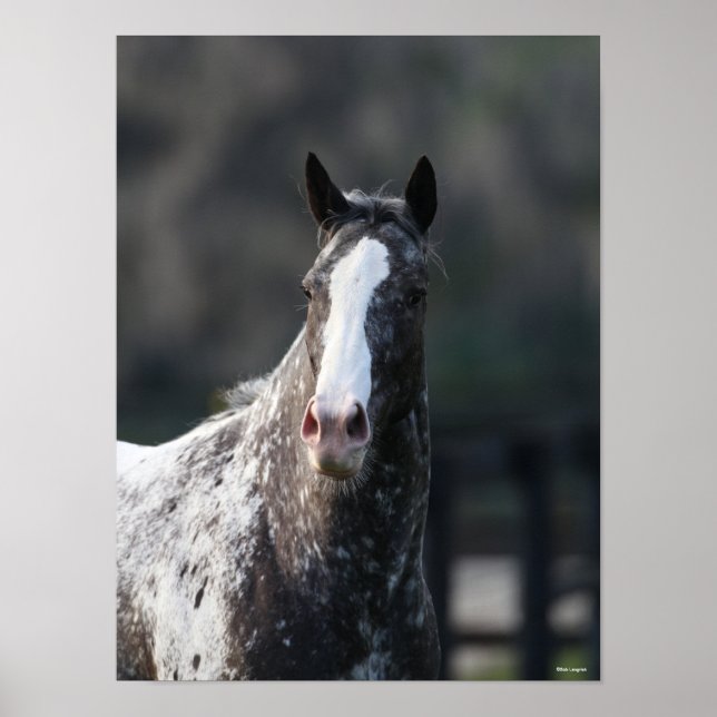 Poster Bob Langrish | Capture d'écran Appaloosa (Devant)