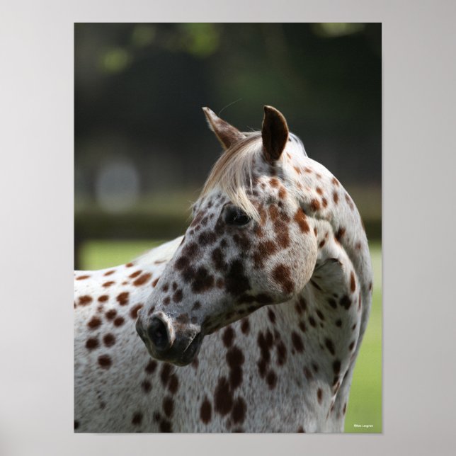 Poster Bob Langrish | Capture d'écran Appaloosa Standing (Devant)