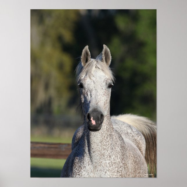 Poster Bob Langrish | Capture d'écran arabe gris (Devant)
