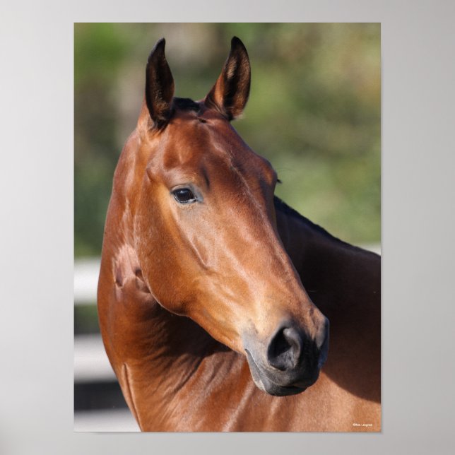 Poster Bob Langrish | Capture d'écran de Bay Andalucian (Devant)