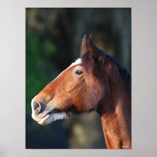 Poster Bob Langrish   Capture d'écran de Clydesdale