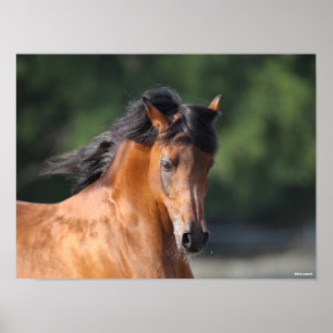 Poster Bob Langrish Capture d'écran de la baie arabe