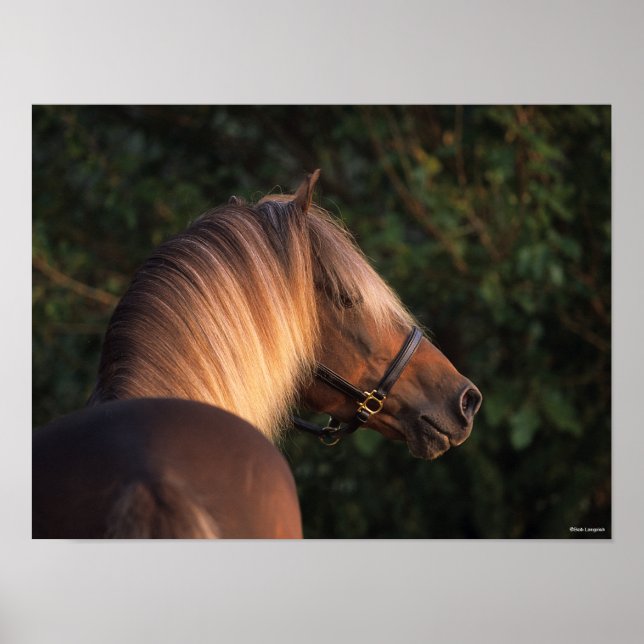 Poster Bob Langrish | Capture d'écran de Rocky Mountain H (Devant)