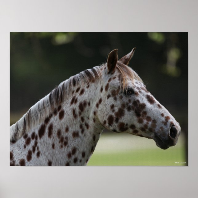 Poster Bob Langrish | Capture d'écran de Spotty Appaloosa (Devant)