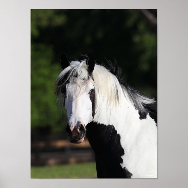 Poster Bob Langrish | Capture d'écran du cheval de banniè (Devant)