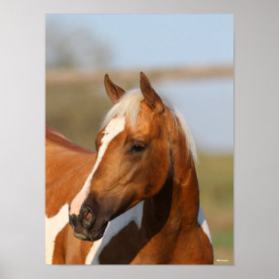 Poster Bob Langrish   Capture d'écran du Cheval de peintu