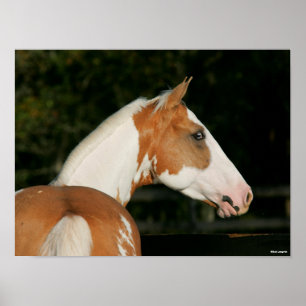 Poster Bob Langrish   Capture d'écran du cheval de peintu