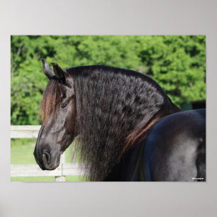 Poster Bob Langrish Capture d'écran Friesian Horse Stan