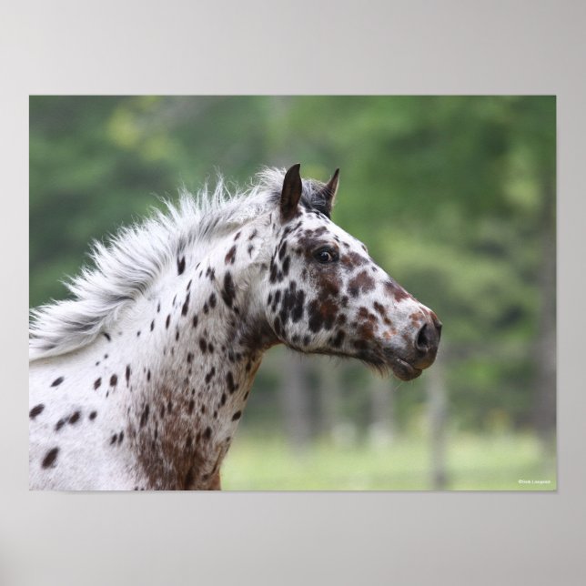 Poster Bob Langrish | Capture d'écran Spotty Knapstrupper (Devant)