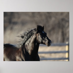 Poster Bob Langrish   Casque andalou de Mane Flow