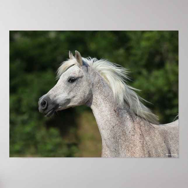 Poster Bob Langrish | Casque arabe gris (Devant)