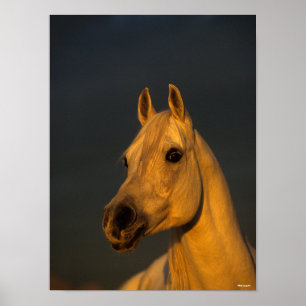 Poster Bob Langrish   Casque arabe gris au coucher du sol