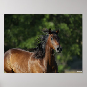 Poster Bob Langrish Casque Cheval Dark Bay Quarter