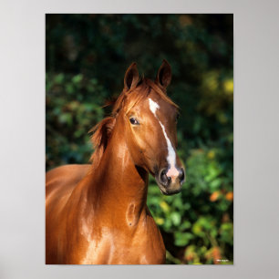 Poster Bob Langrish Casque de Cheval Hanovre de châtaig