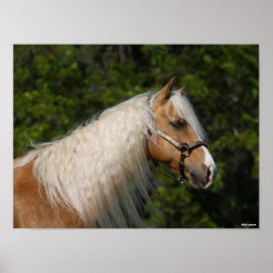 Poster Bob Langrish   Casque de Cheval Palomino Quarter