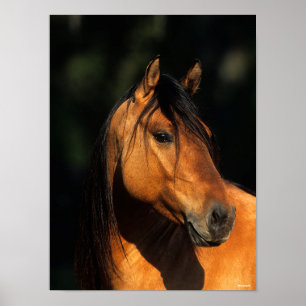 Poster Bob Langrish   Casque de l'étalon de Bay Kiger Mus