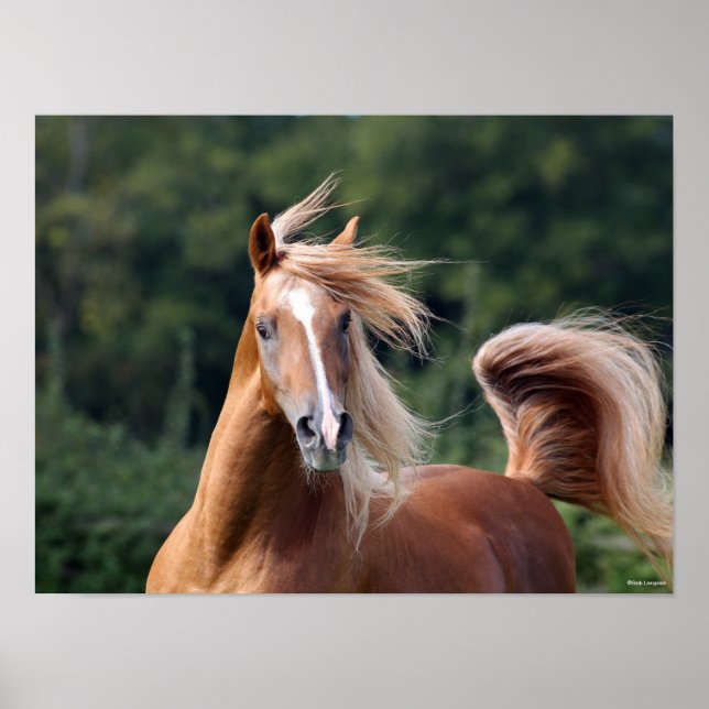 Poster Bob Langrish | Casque d'étoile arabe châtaigne (Devant)