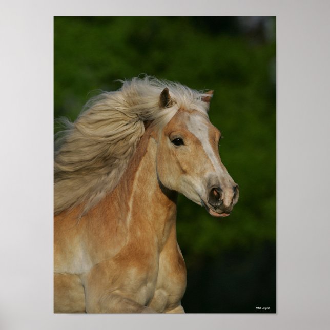 Poster Bob Langrish | Casque Palomino Haflinger (Devant)
