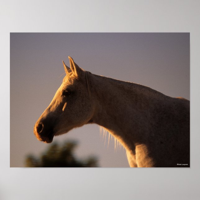 Poster Bob Langrish | Casque rétroéclairé en arabe gris (Devant)