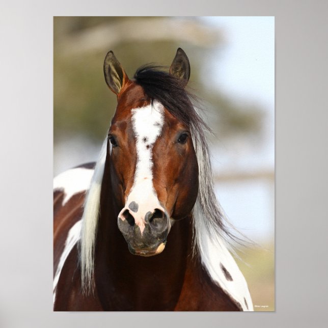 Poster Bob Langrish | Casque Stallion de peinture (Devant)