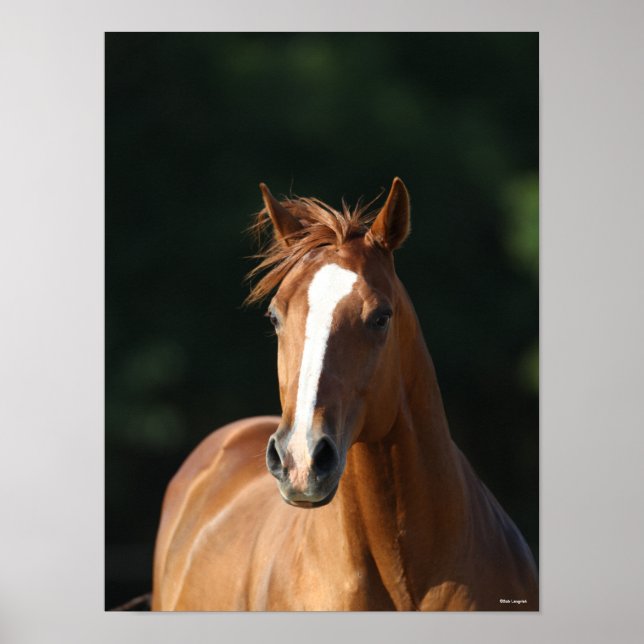 Poster Bob Langrish | Casquette Cheval Quartier Châtonnie (Devant)