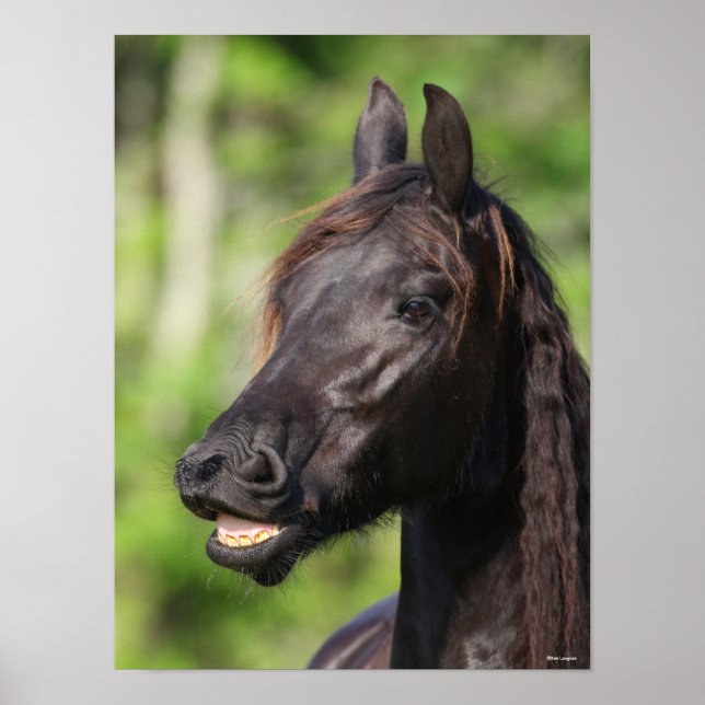 Poster Bob Langrish | Casquette noire Friesian Flehmen (Devant)