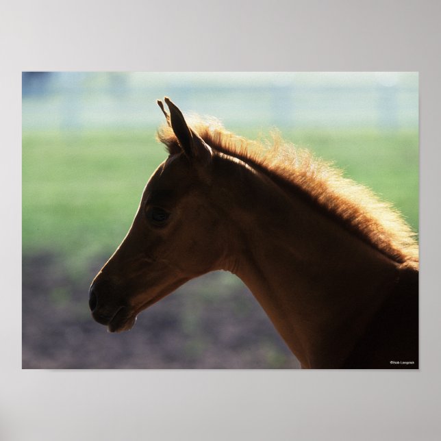 Poster Bob Langrish | Casquette rétroéclairée pour le pou (Devant)