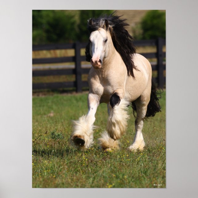 Poster Bob Langrish Champagne Couleur Gypsy Vanner Runnin (Devant)