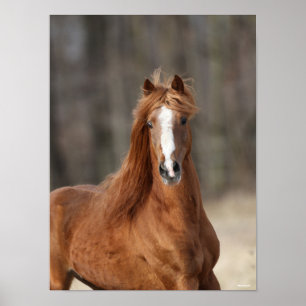 Poster Bob Langrish Chestnut Hackney Headshot